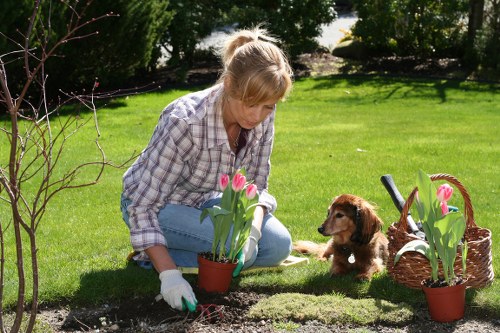 Arborist assessing a tree for safety and pruning needs