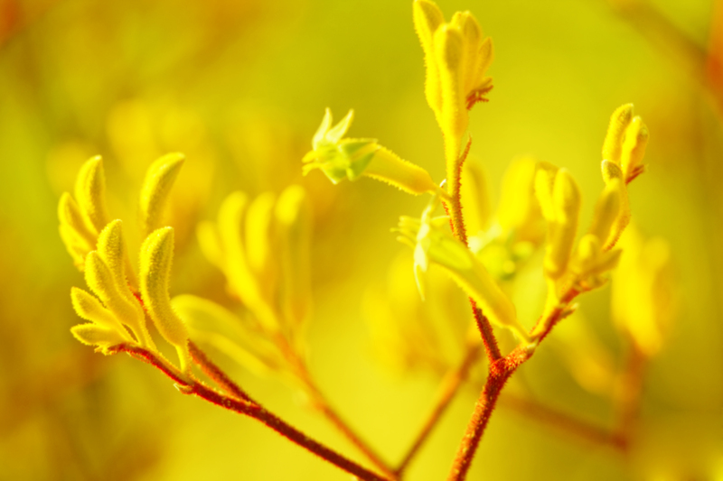 garden design Garden